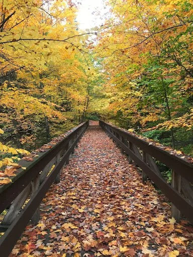 Seasonal Shifts: Falling into Fall with Grace and Poise (...and a Hint of Ayurveda)