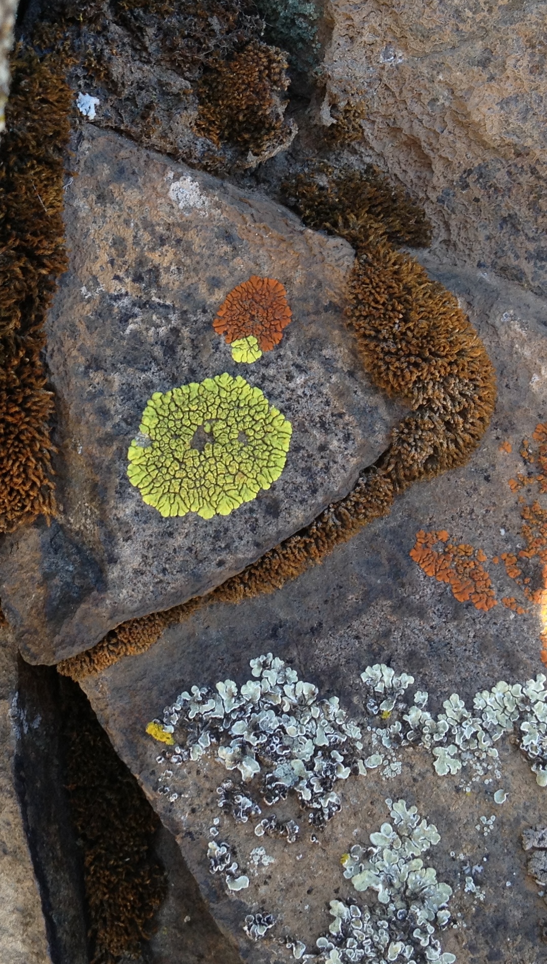 Lichen 8.JPG