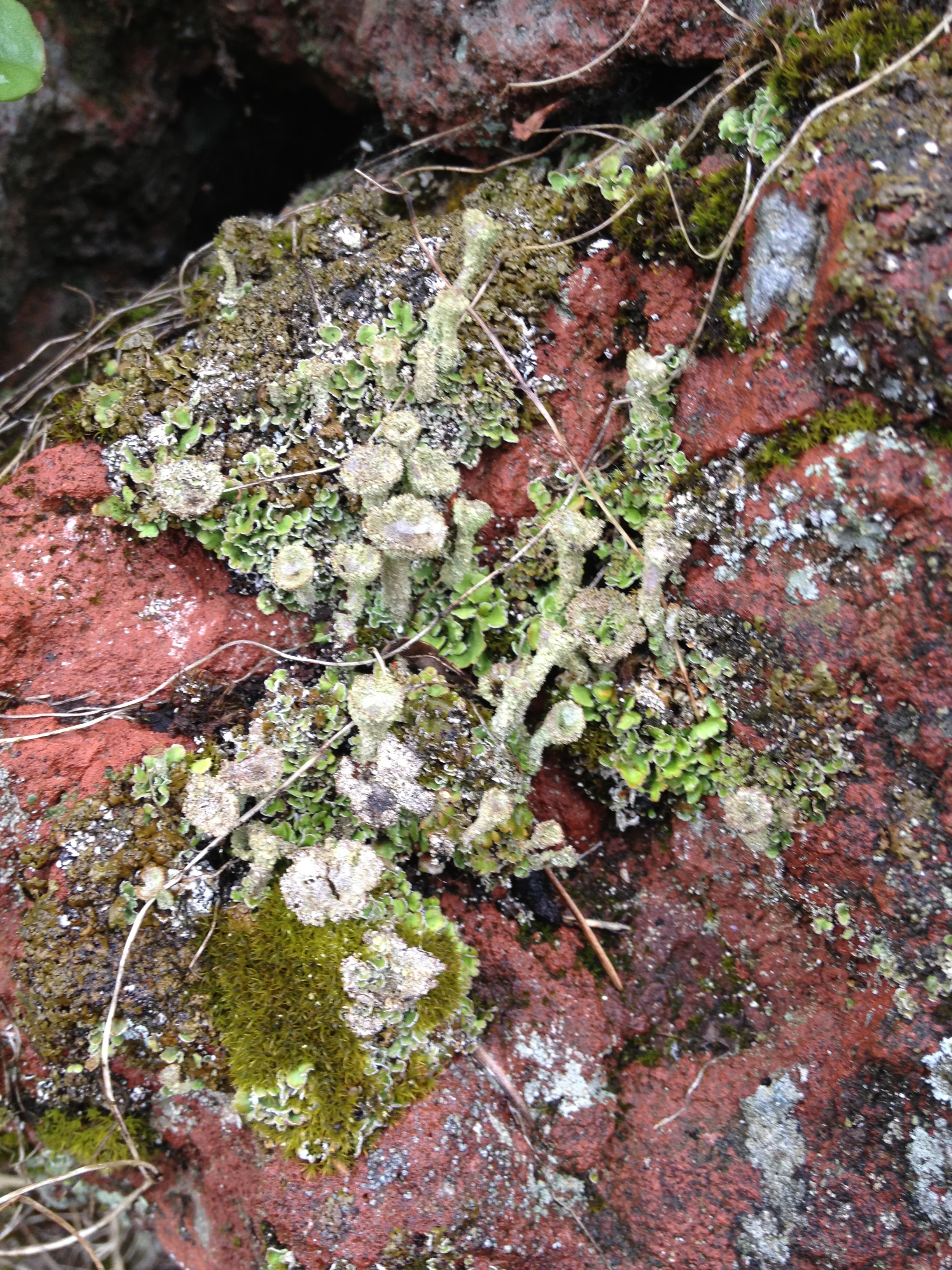 Lichen 7.JPG
