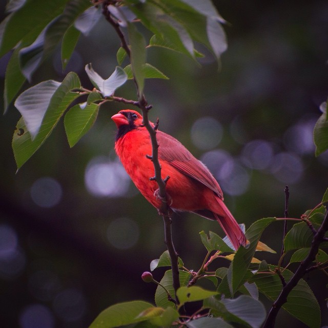 Sarah Barsness. Birds named for colors, like the Northern Cardinal, are easily recognizable.