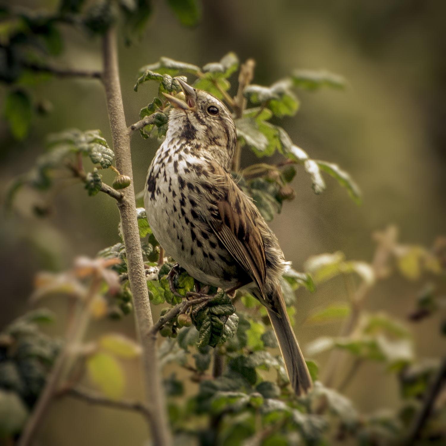 Sarah Barsness. Birds like the Song Sparrow are harder to distinguish from similarly-colored sparrows.