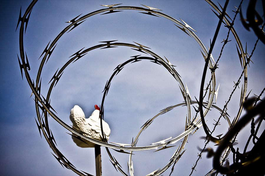 Bird on a Wire.jpeg