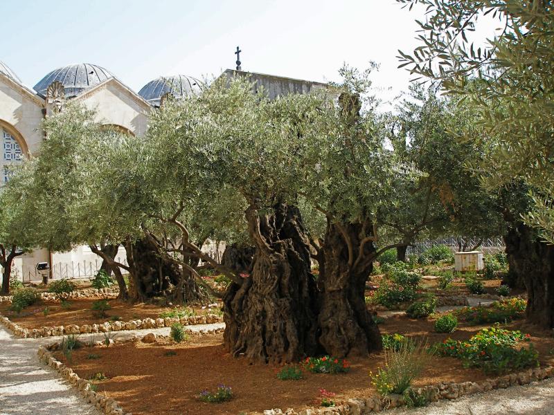 image1_Gethsemanegarden.jpeg