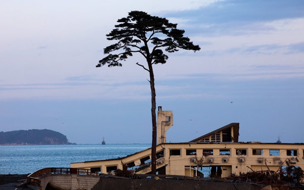 Image6_japanese_miraclepine.jpeg