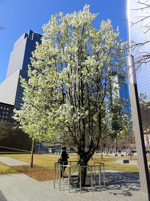 image5_GroundZero_survivaltree.jpeg