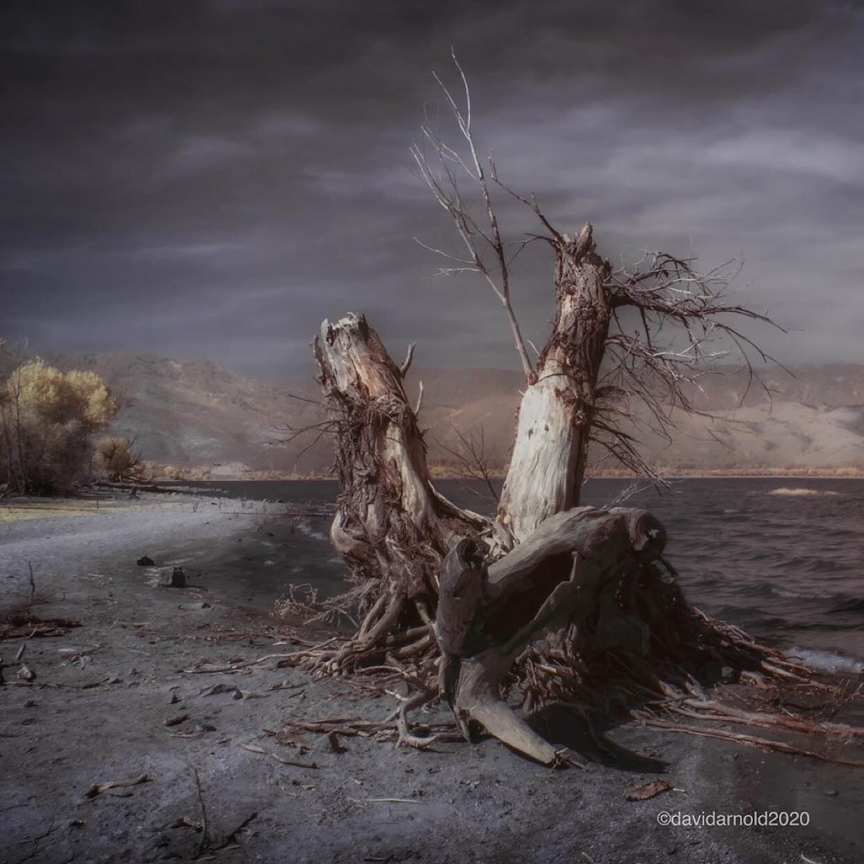 Repost from @davidarnoldphotography
&bull;
Cottonwood Stump, Haze, Washoe Lake, Nevada,
.
.
.
.
#infraredphoto #infraredlandscape #infrared_images #infrared_master #infrared #aauphoto #sycamore #photocomposition #fineartphotography #conceptphotograph