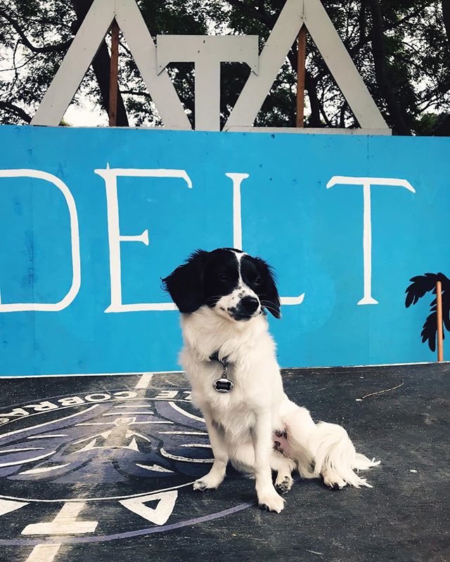 Frat Doggo Spotlight: The honor goes to non other than @lilfloofermaya this weekend 🎉 Maya loves yogurt, Costco rotisserie chicken, & the boys 🤙🏼 Happy Saturday!