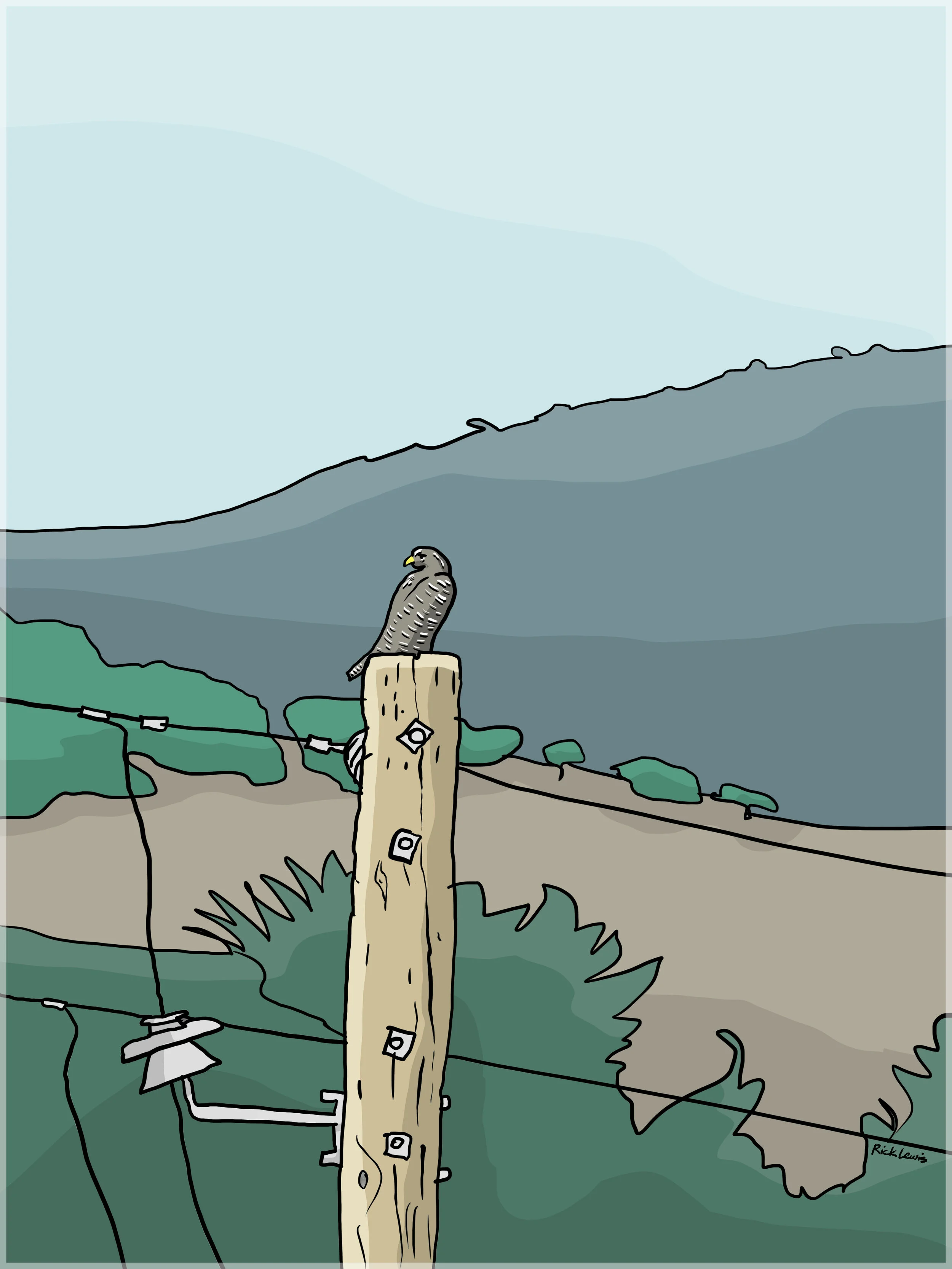 Via Los Tulares Hawk-Illustration Rick Lewis.jpg