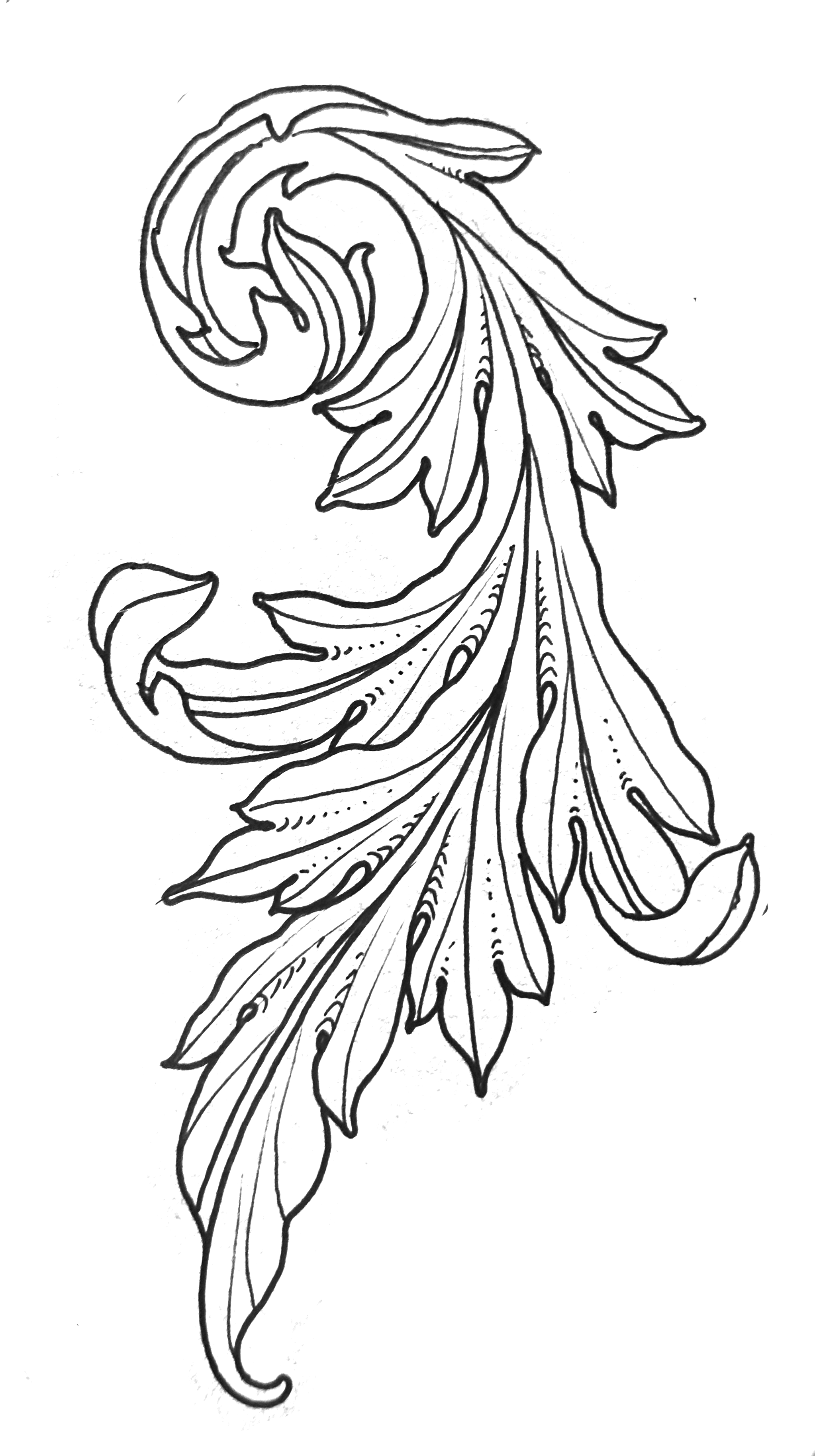 Acanthus 18cm/7"