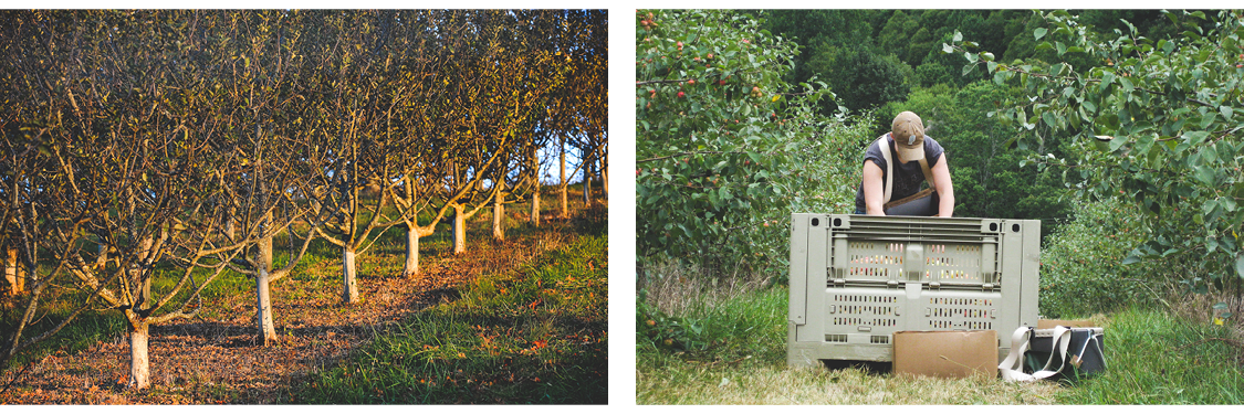 Images: Foggy Ridge Cider