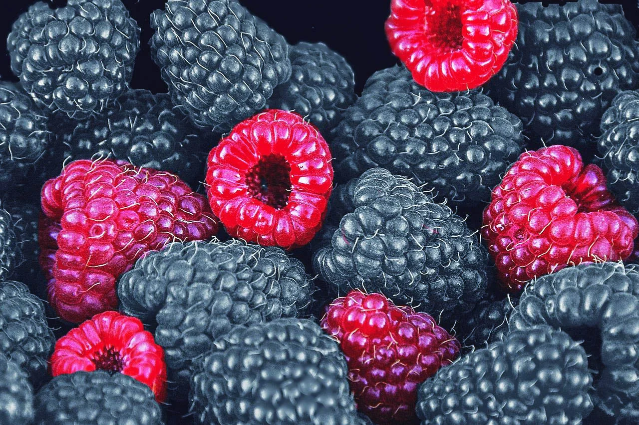 Mackintosh Fruit Farm's Blackberries