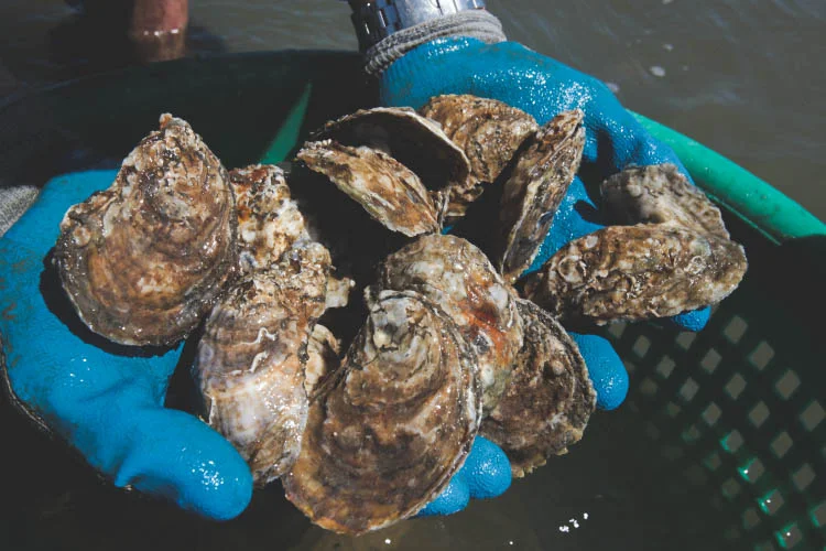 Oyster Farm Tours at the Pleasure House Oysters