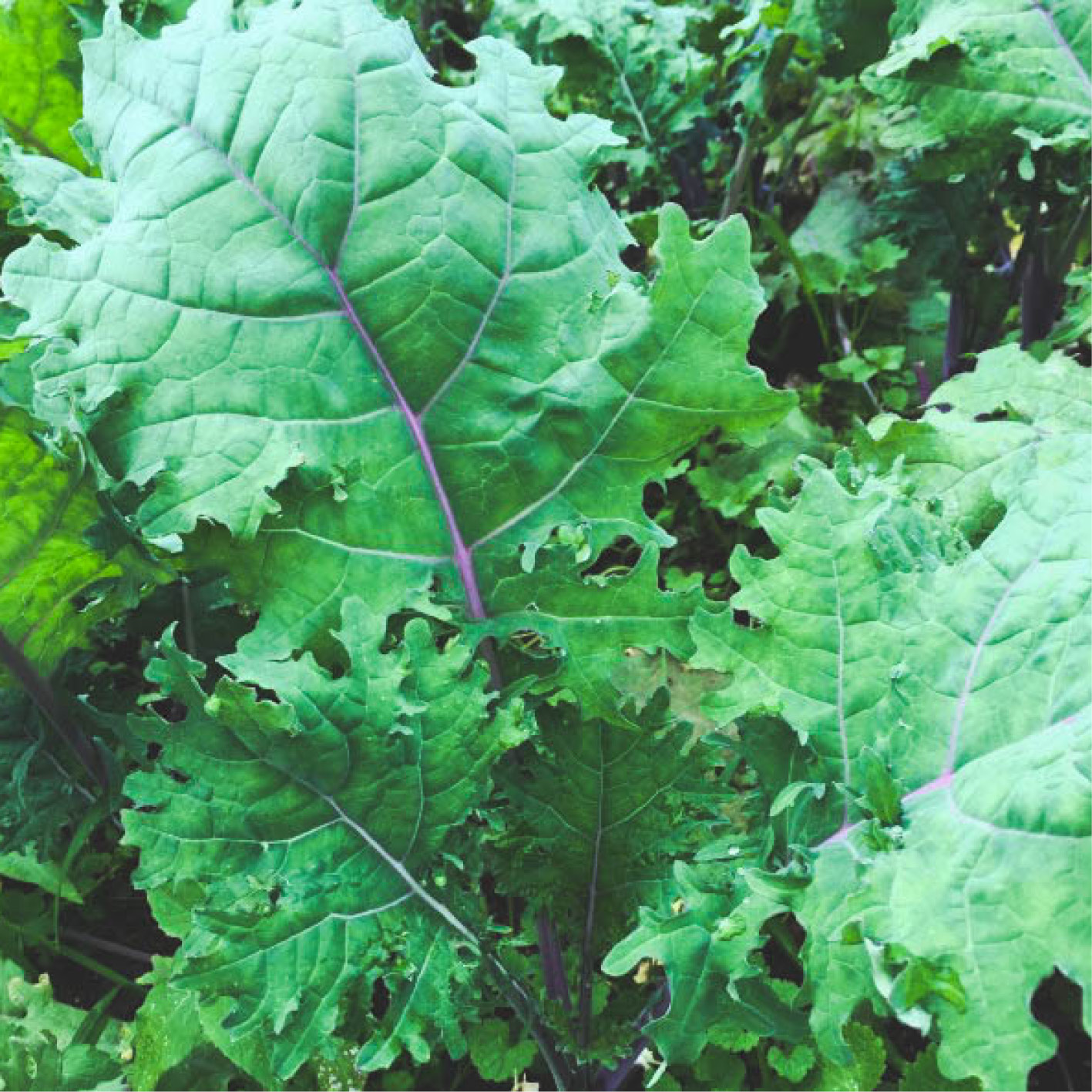 Lakota Fresh Foods: Virtual Farmer’s Market