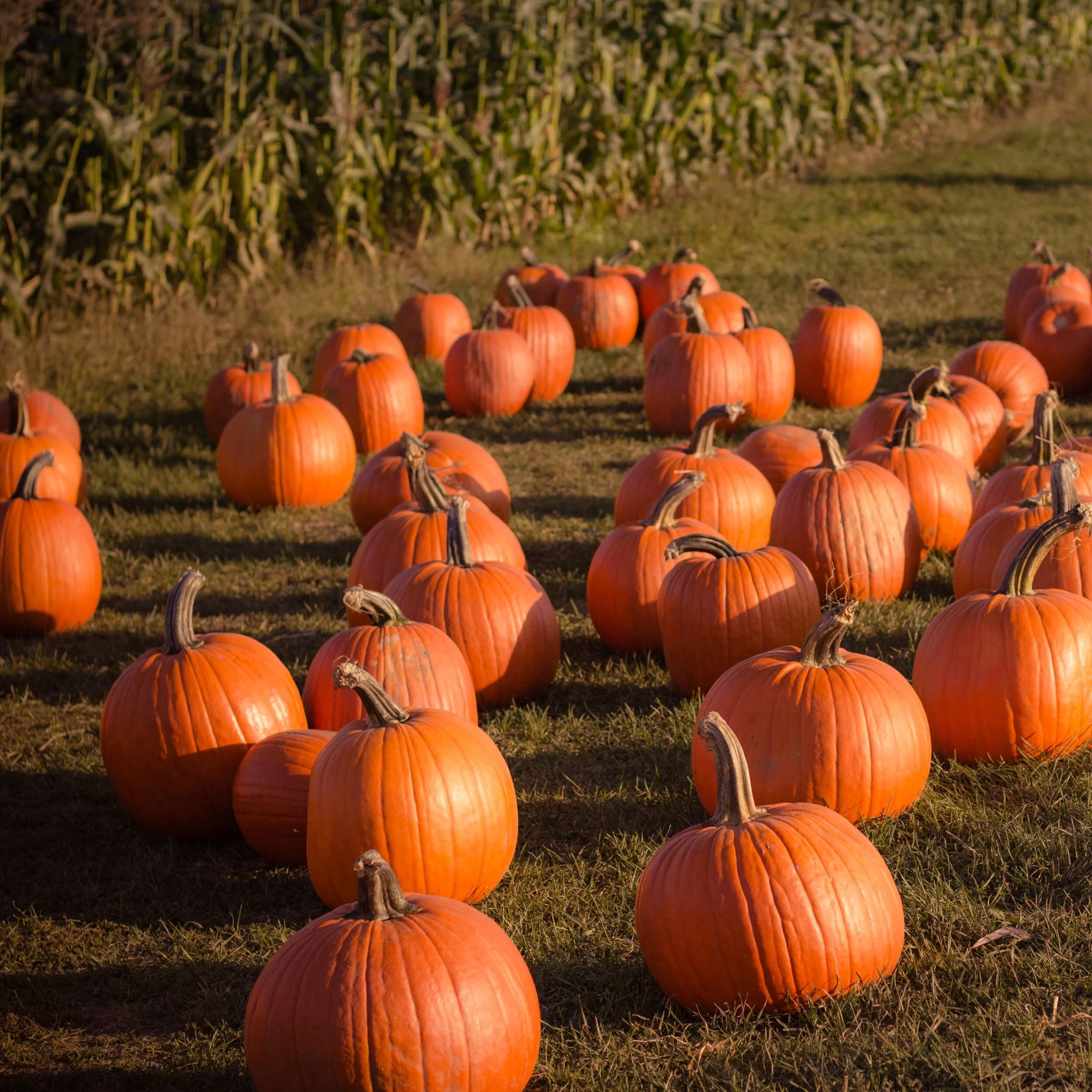Virginia UPick Pumpkin Patches in the time of COVID — VA Foodie