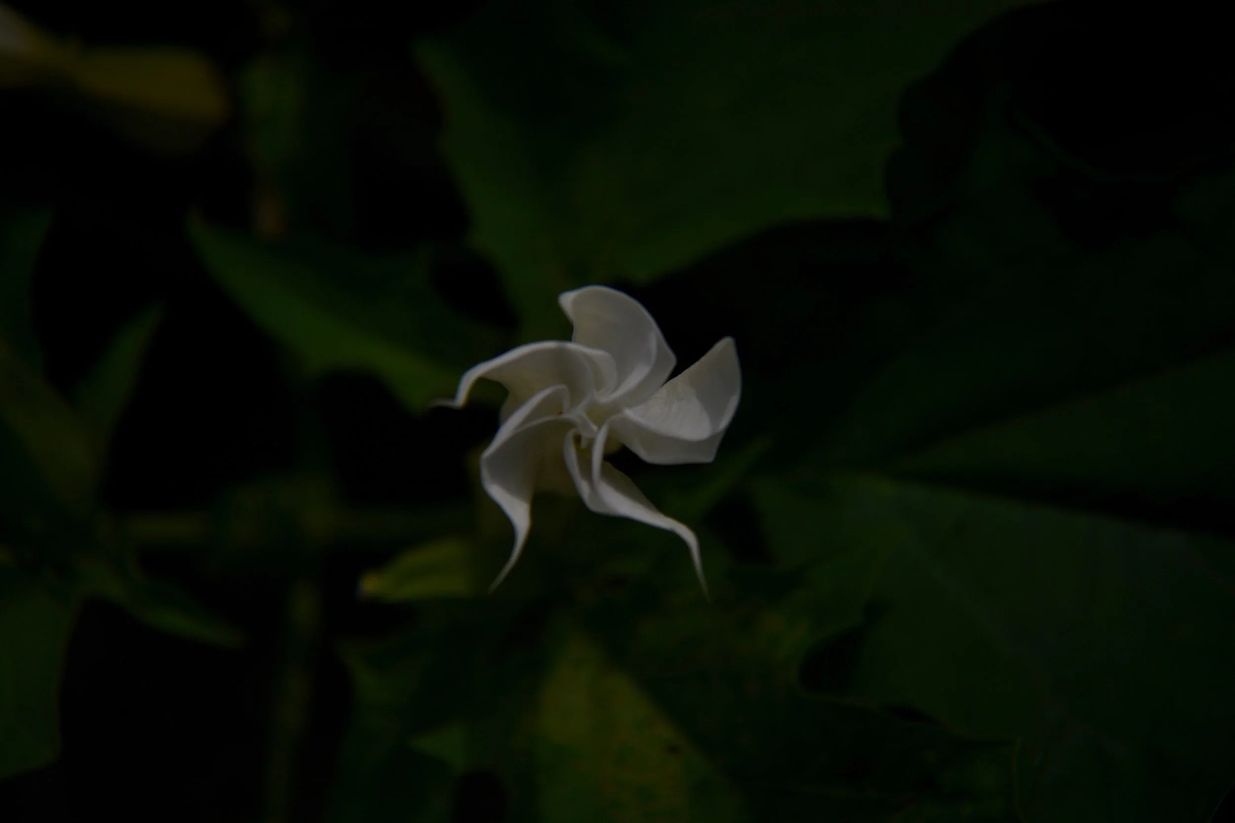 White Petal flower Swirl