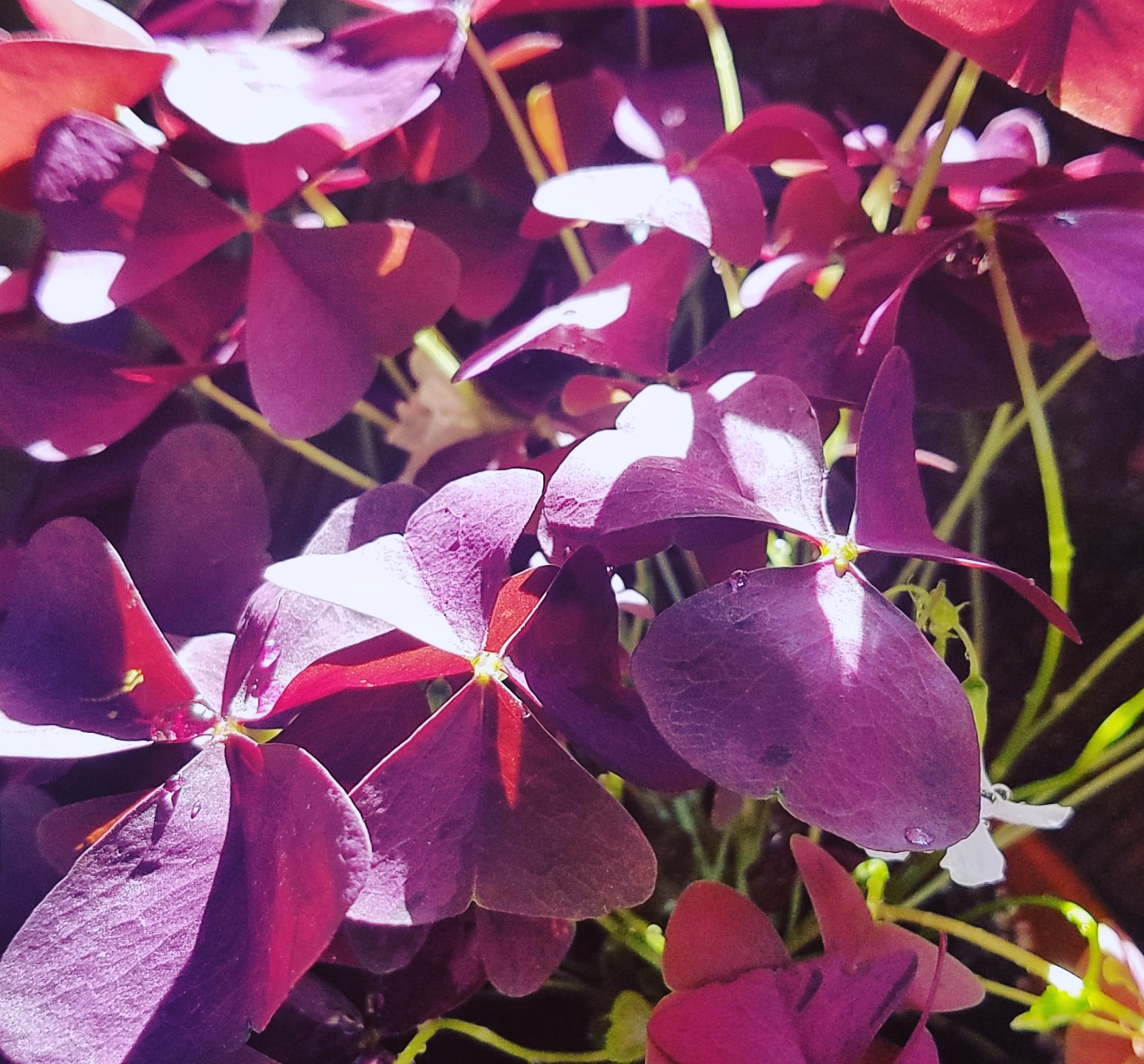 Ode to Oxalis