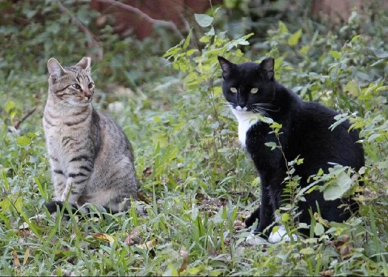 dirty face and fluffy.jpg
