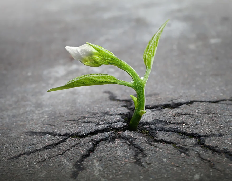 flower growing out of pavement.jpg