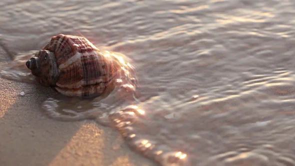 seashell 4.jpg