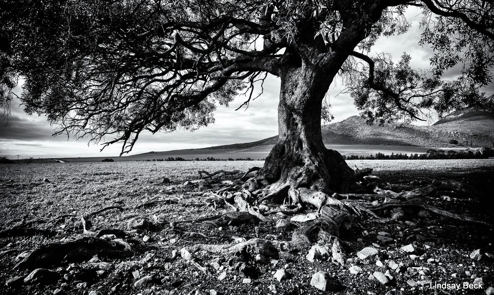 Olive Tree B & W.JPG