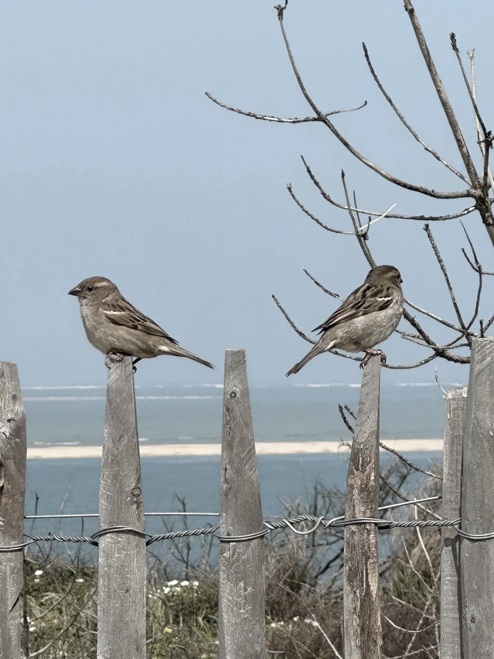 vapen italien Cap Ferret isn't the “French Hamptons” locals once feared it would  become—it's something far more understated. Here, pine forests spill into  oyster villages, dune-backed beaches stretch for miles, and the rhythm of main image 0