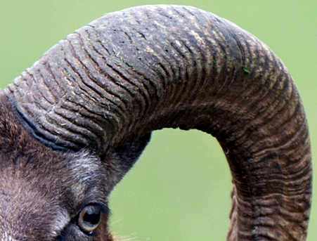 horns.png