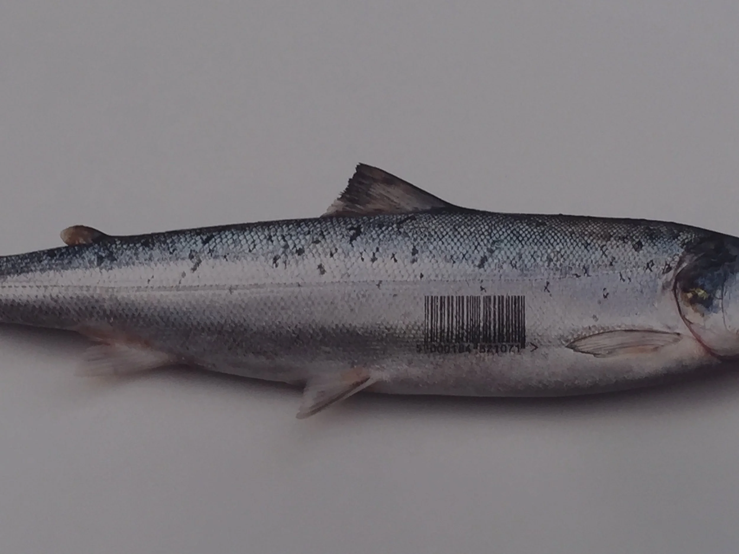 Triad King salmon at Charles de Gaulle Airport