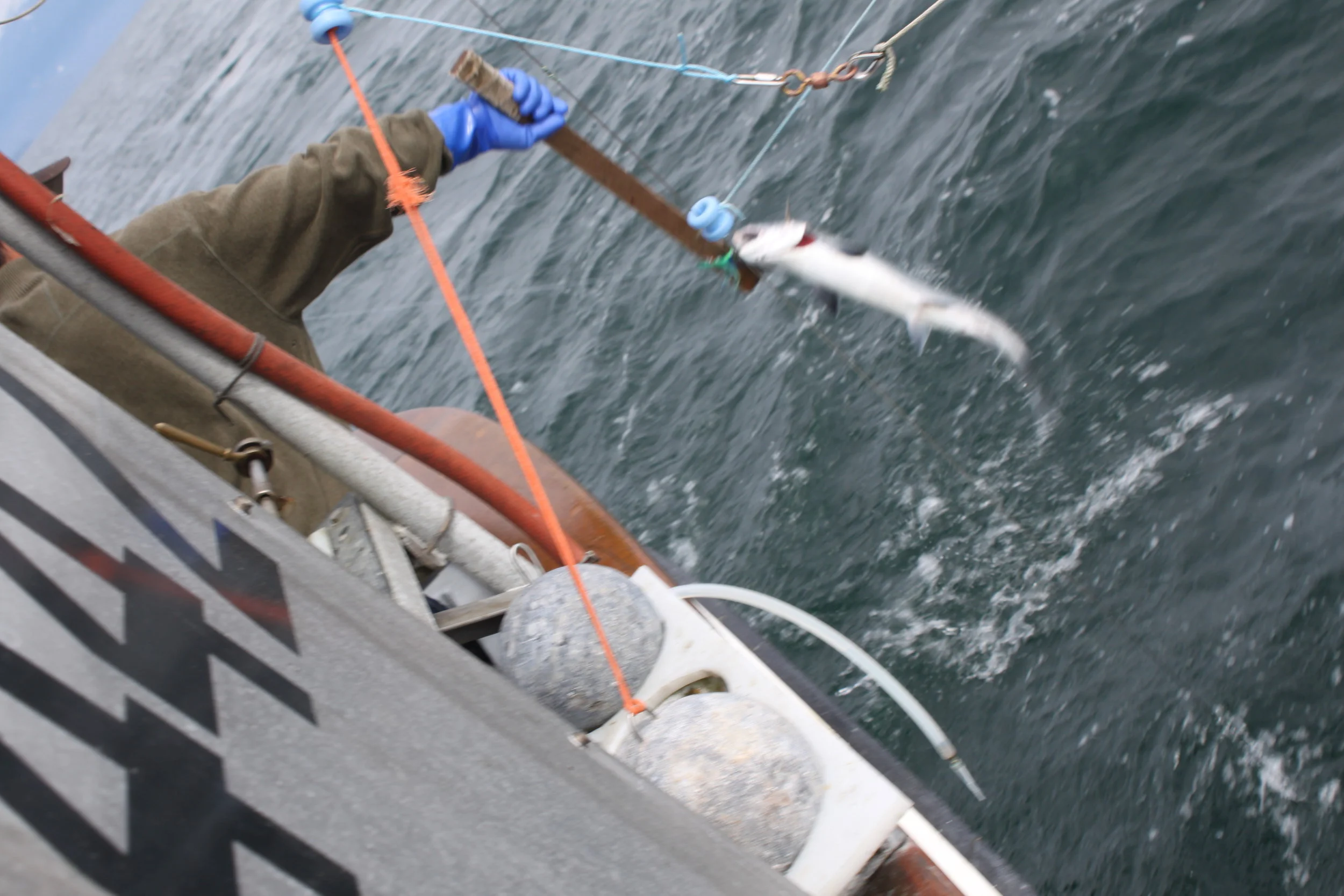 One fish at a time