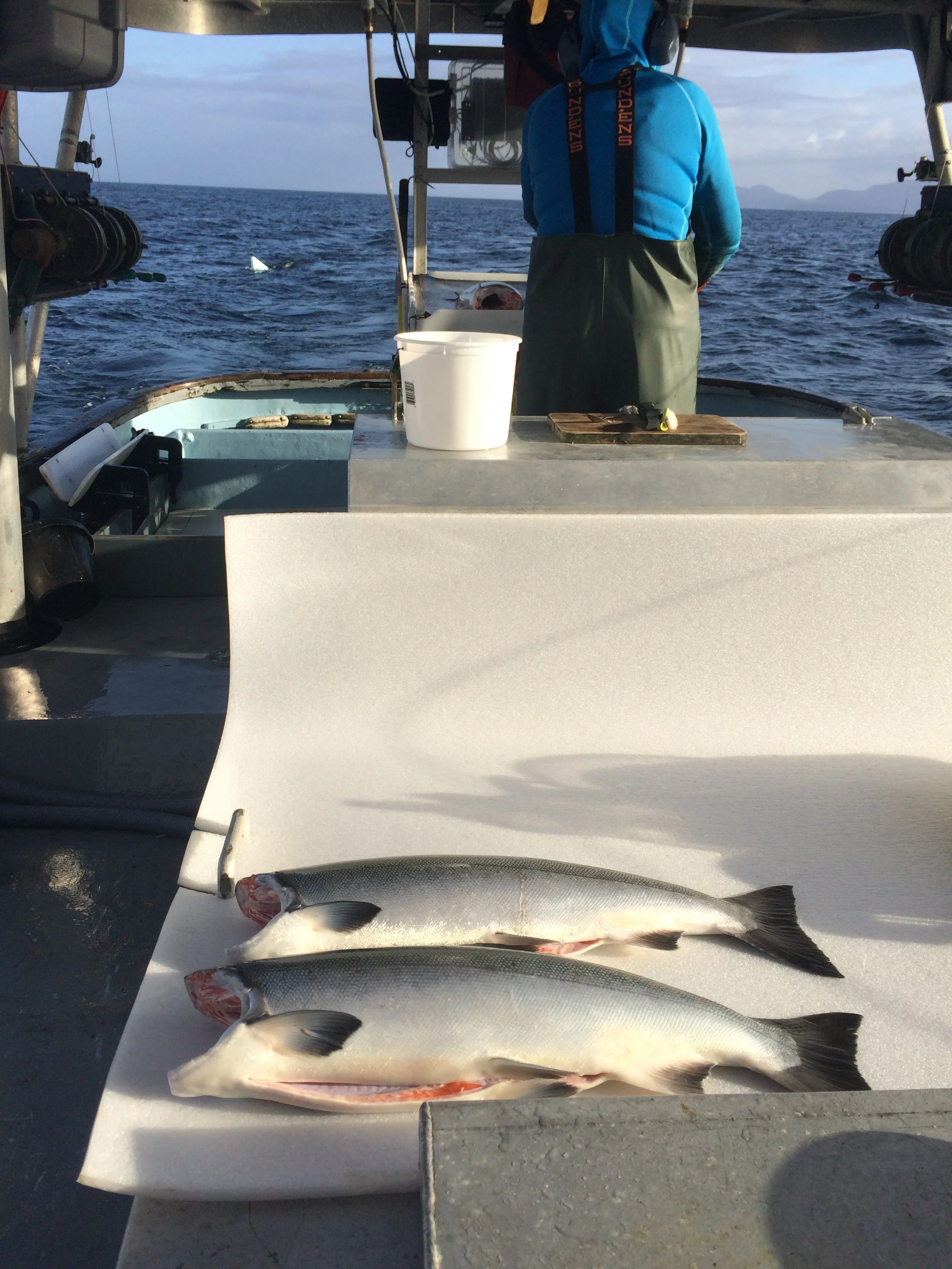 Freezing the salmon