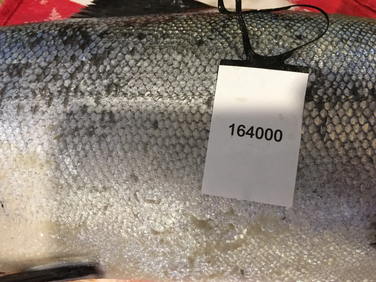 Tagged coho