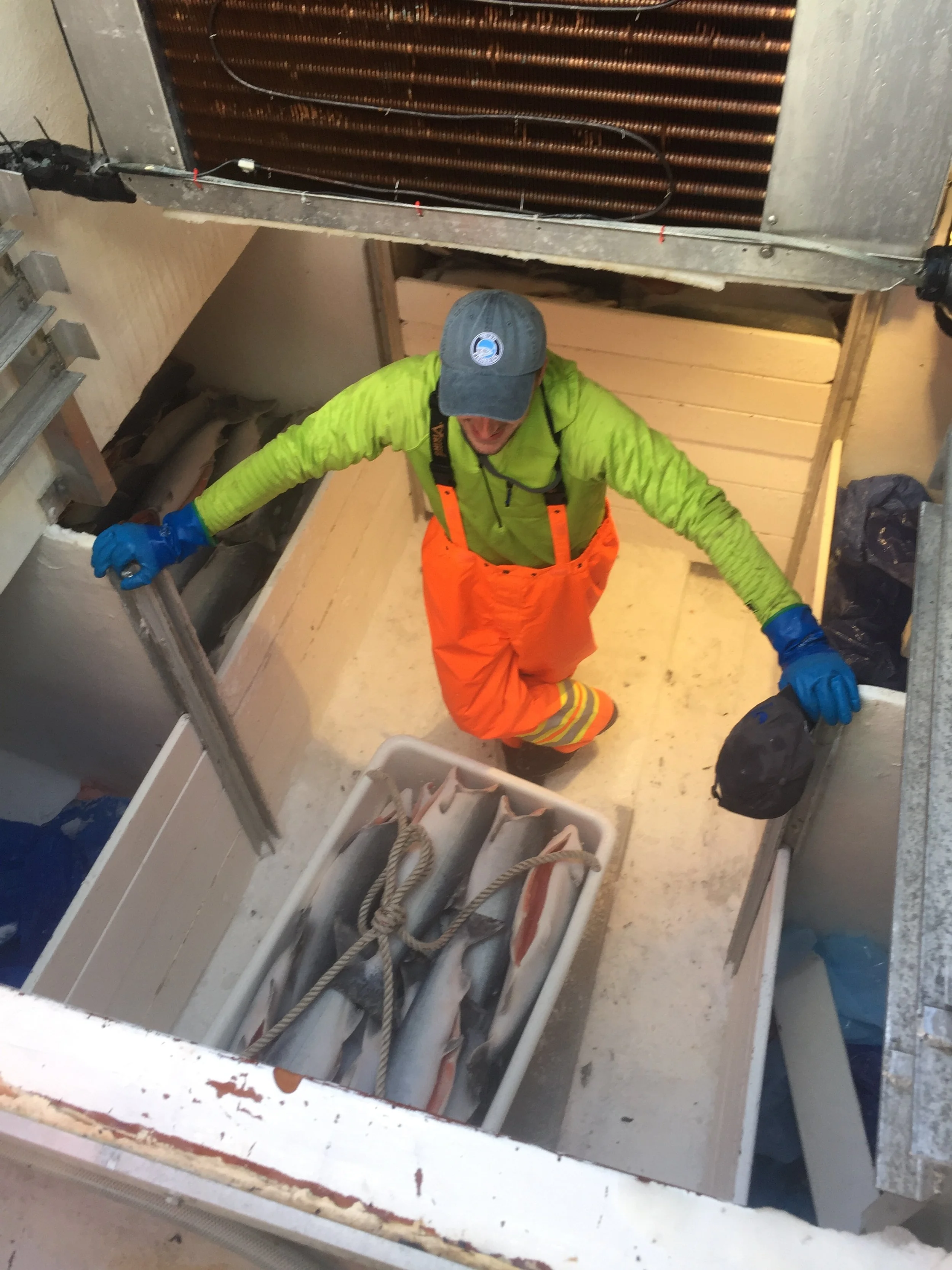 Coho salmon Demo: Town &amp; Country Winslow WA 