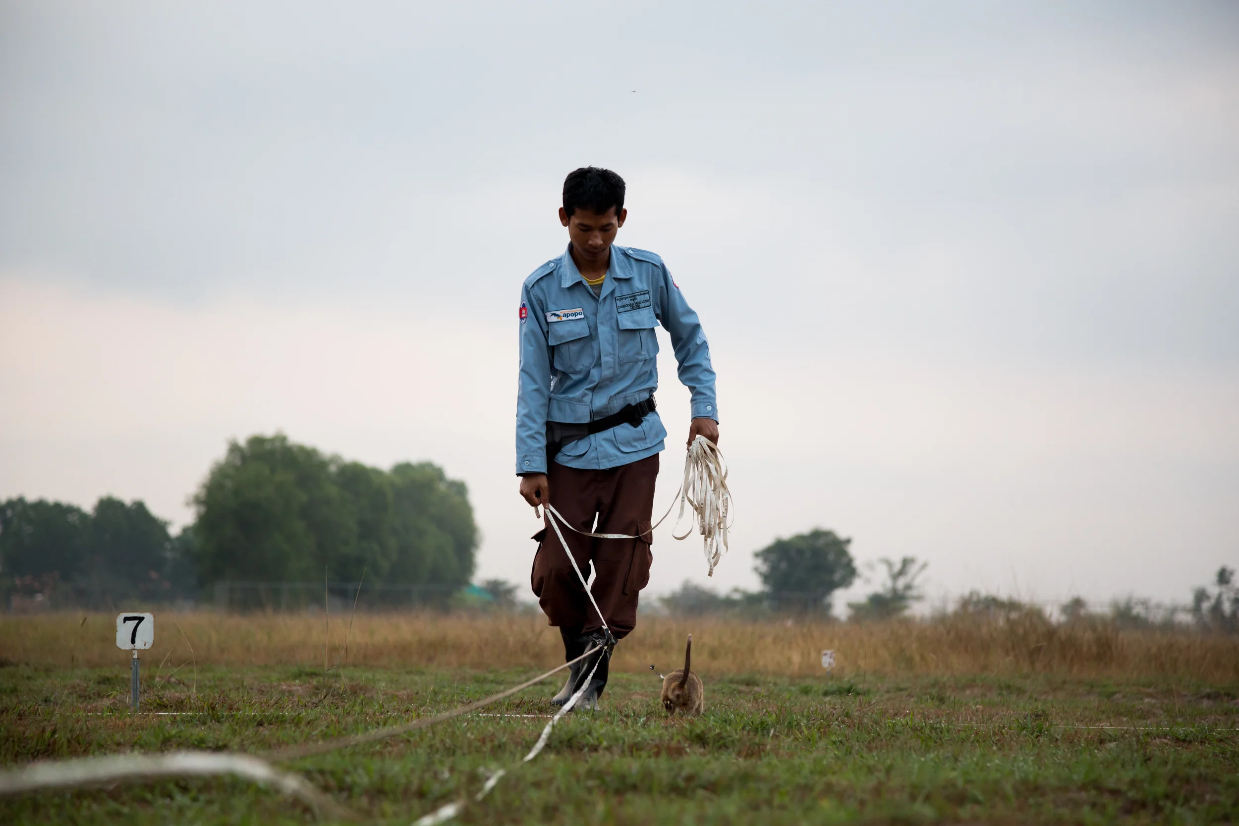 As part of their training the rats are leashed onto a measuring tape 10m apart in a box formation with one trainer on each side, early morning in Siem Reap. The rat runs along the measure and stops when it smells the TNT and scratches to indicate that they have found the explosive. Every rat has to clear an area of 200 m2 in less than 20 minutes, cannot miss any of the mines and can only give 2 false positive indications. 