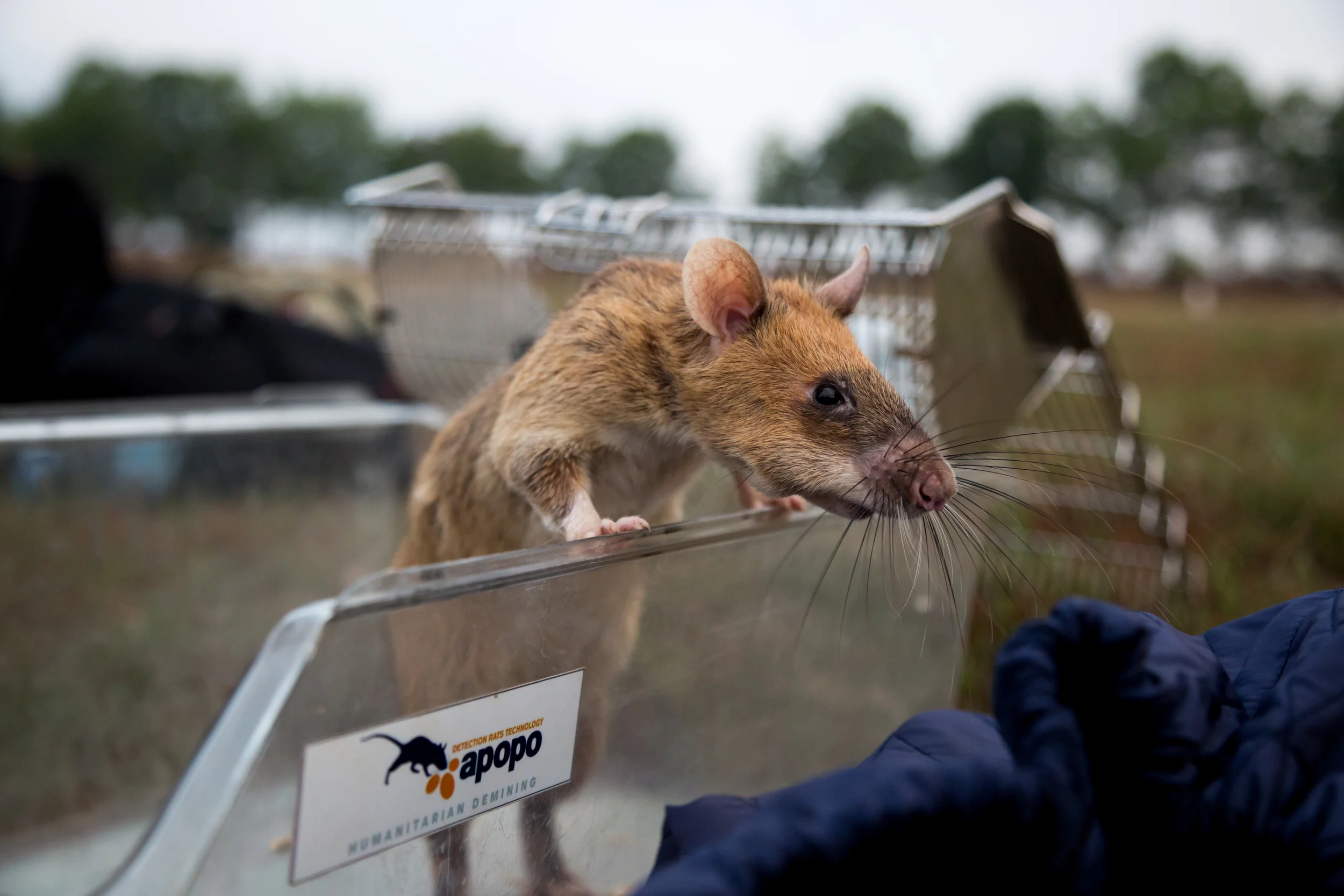 The APOPO Hero Rats are nocturnal with very poor eye sight, they use their long whiskers and precise sense of smell to navigate. It is for this incredible sense of smell that they are were chosen for bomb detection training in Cambodia after their recent success clearing landmines in Mozambique. Reports confirm these Hero Rats were able to help clear Mozambique of land mines one year earlier than indicated ( https://www.apopo.org/en/mine-action/projects/cambodia ). Siem Reap, Cambodia 22 nd January 2016. 