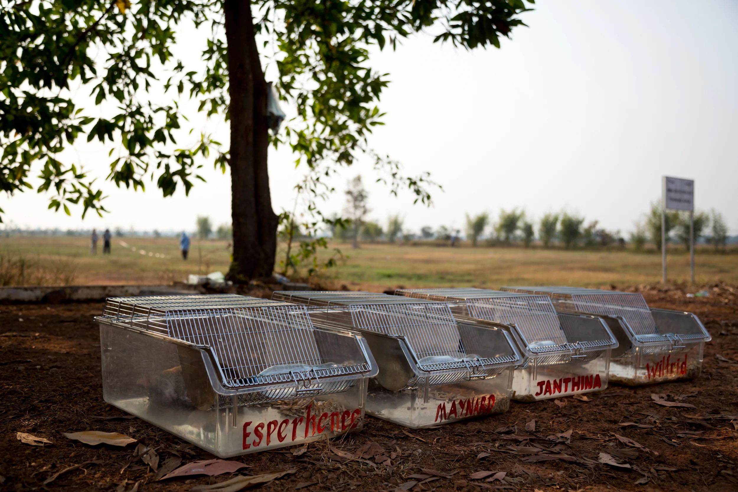 Each Hero Rat is named individually to assist in the trainer / rat bonding. Donations can be made online and individuals may sponsor and name a rat to help with funding. Siem Reap, Cambodia, 22 nd January 2016