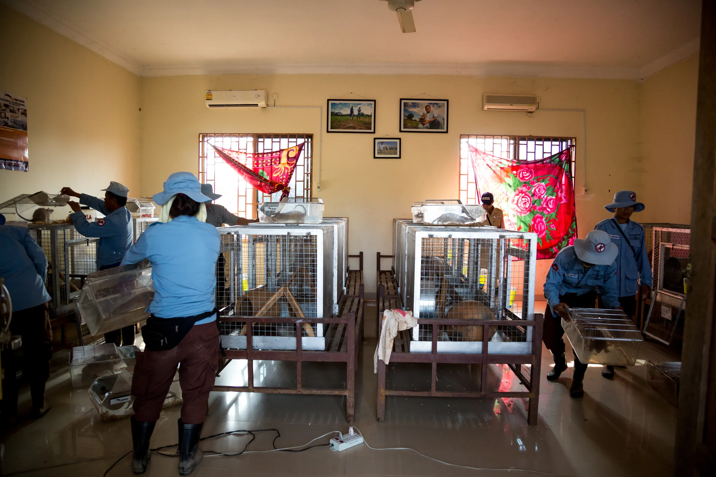 Trainers place their rats back into their cages after the morning training session where they are fed, cleaned and can now sleep for the rest of the day. Siem Reap, Cambodia