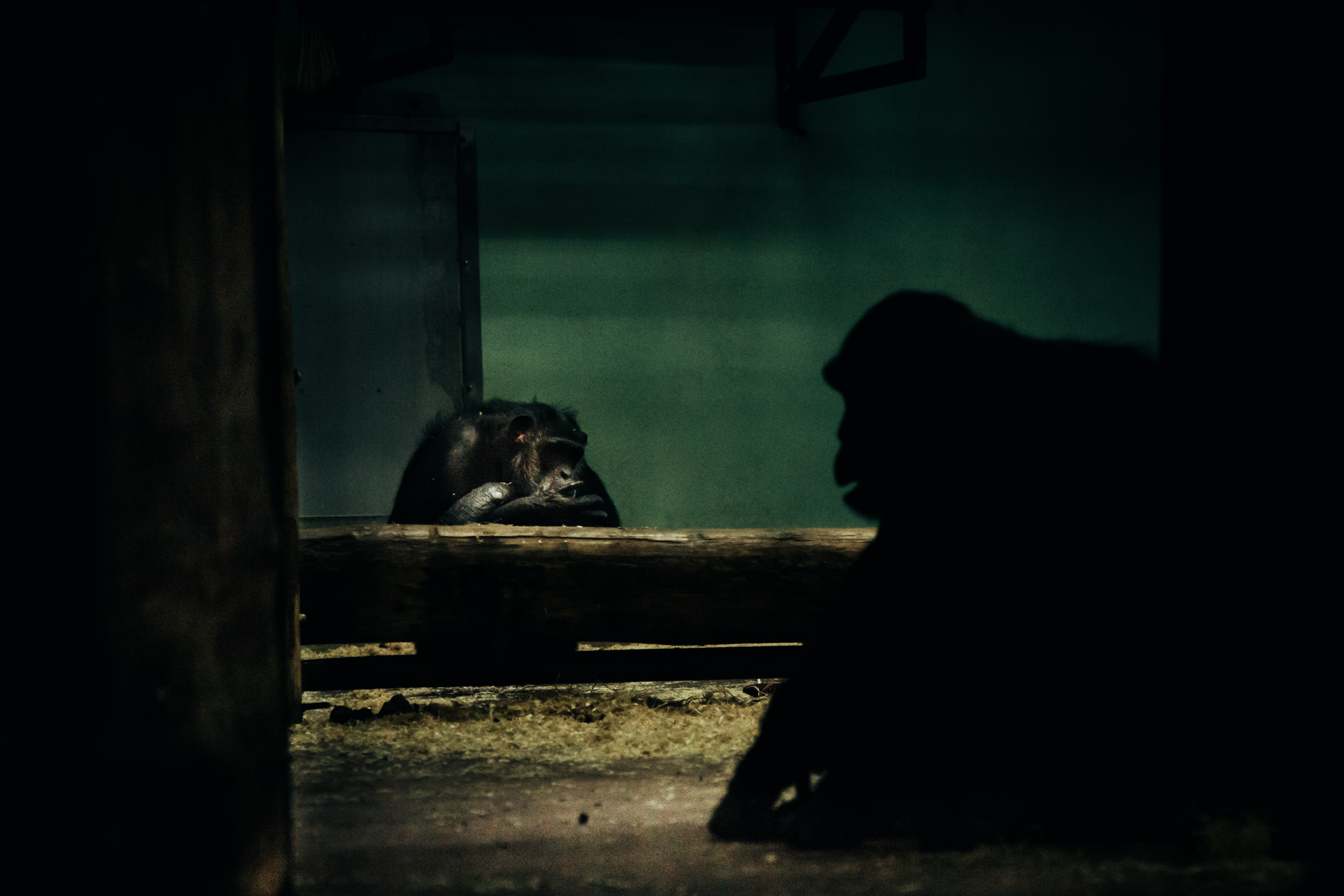 Zoocation (8 of 10).jpg