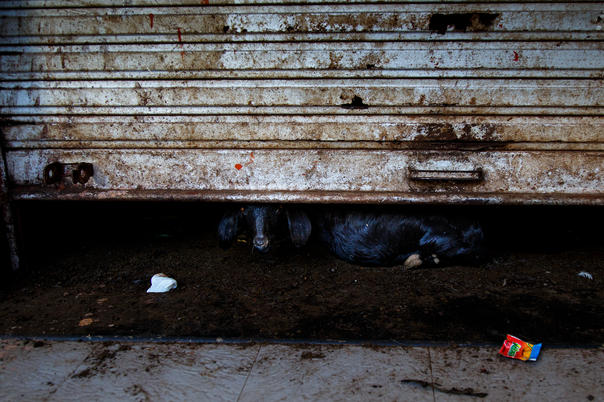 Flesh and Blood_Miriam Deprez-2.jpg