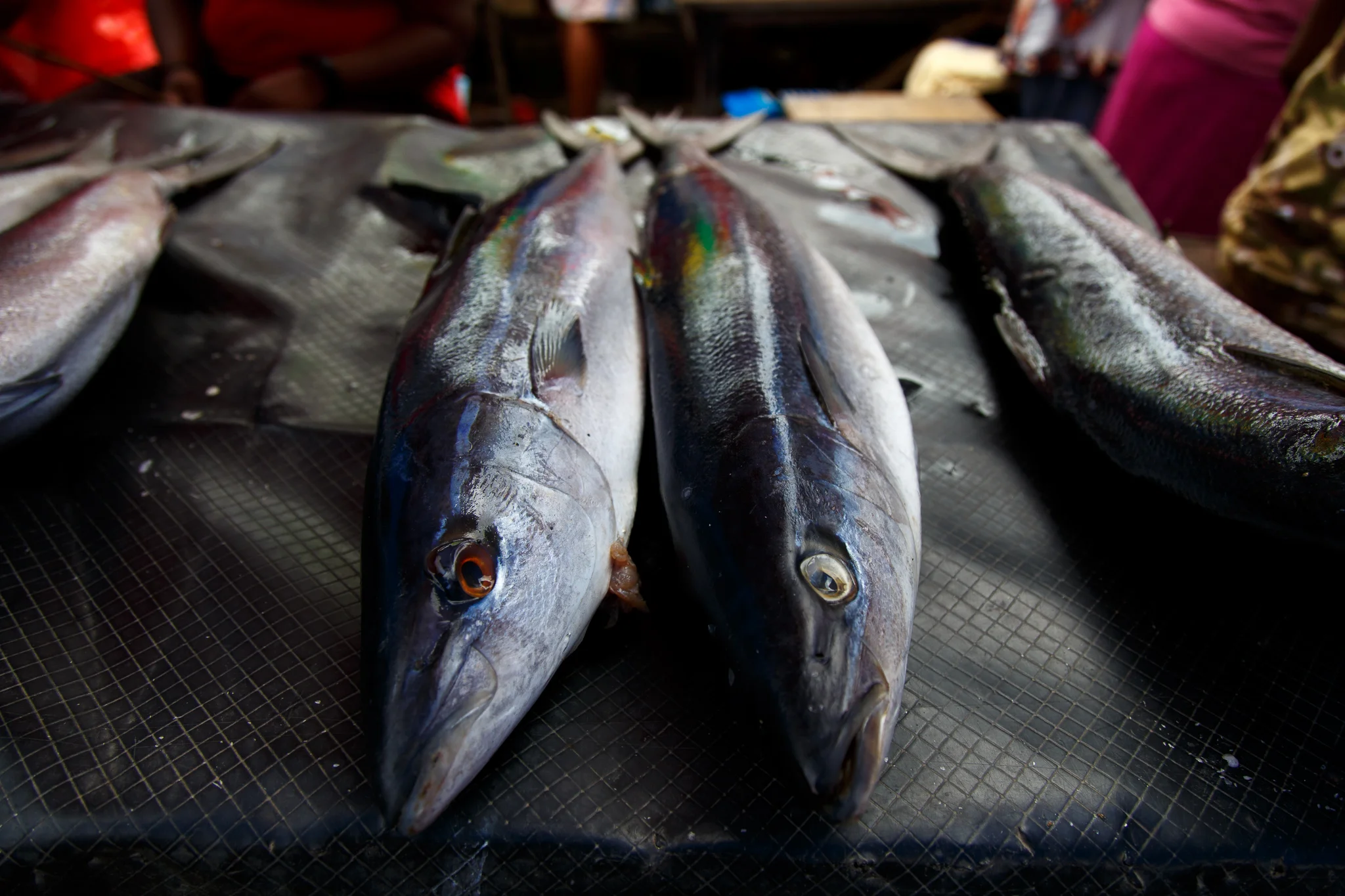  Fish which have been caught using dynamite practices are obvious when walking around the markets in Honiara, bloodshot eyes and insides forced through the gills are the most evident signs. There are approximately six to eight deaths each year due to