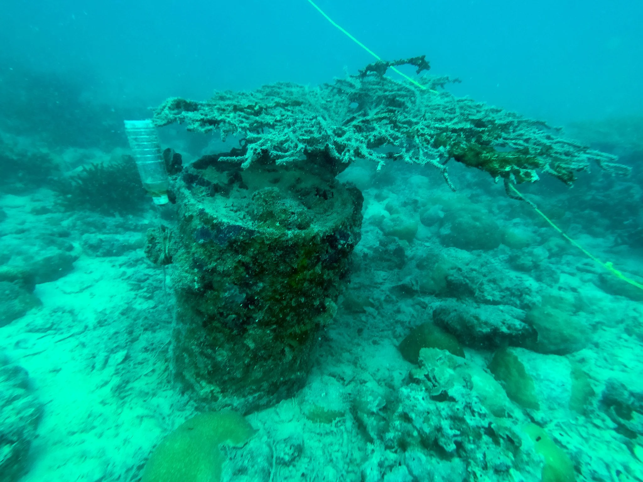 Dive JMAS 03.12.17-17.jpg