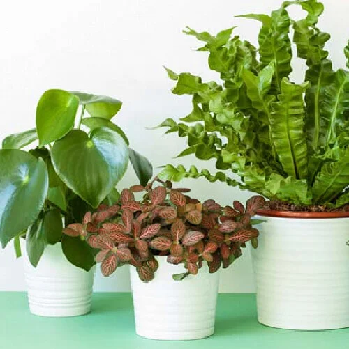 Artboard 19 copy 2_La Caravelle Champagne Gift Basket%0D%0A.jpg