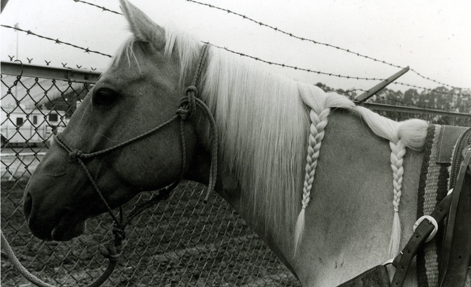 Semi Braided Mane
