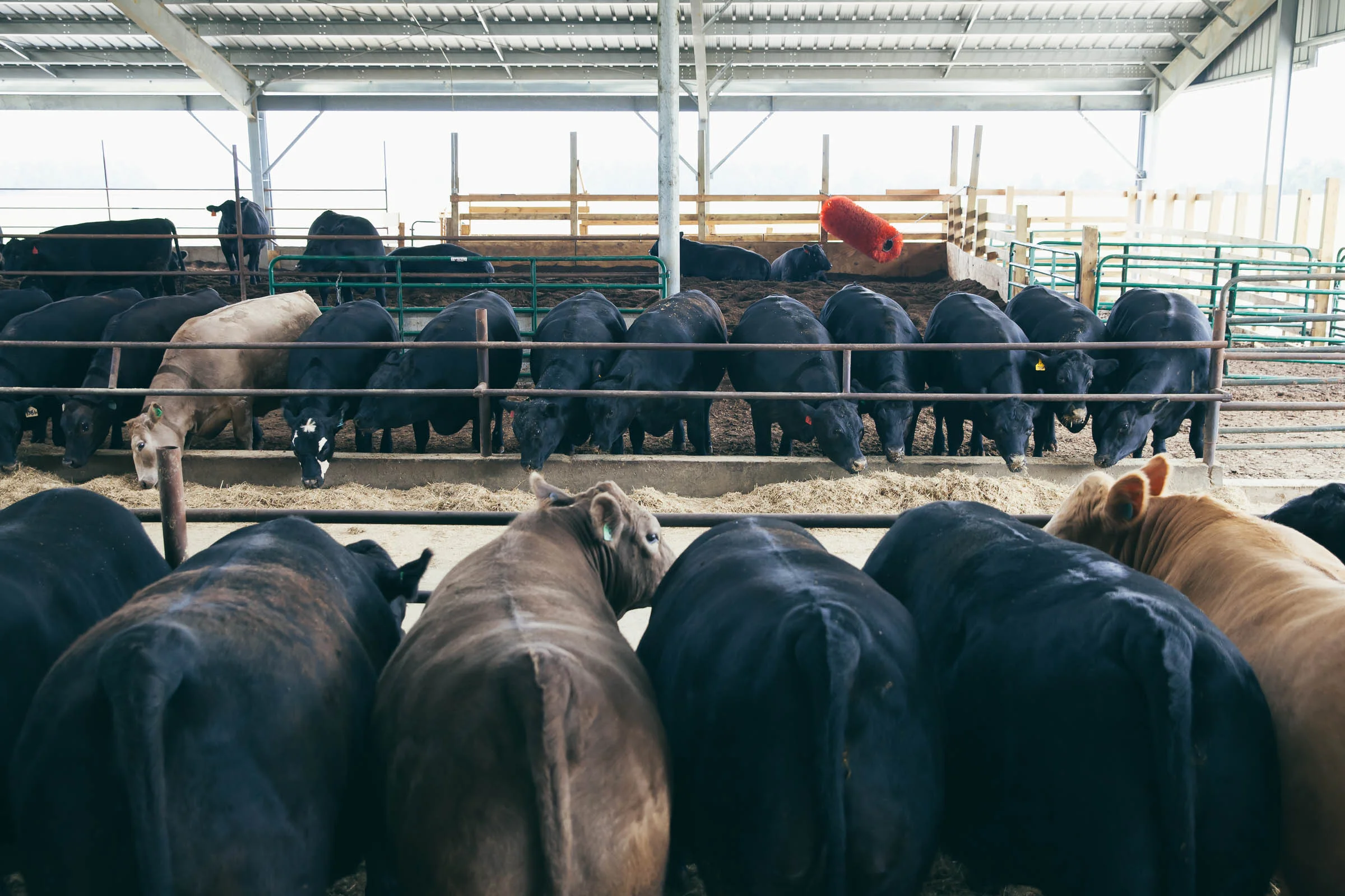 Our Barn — Black Hawk Farms American Wagyu Beef