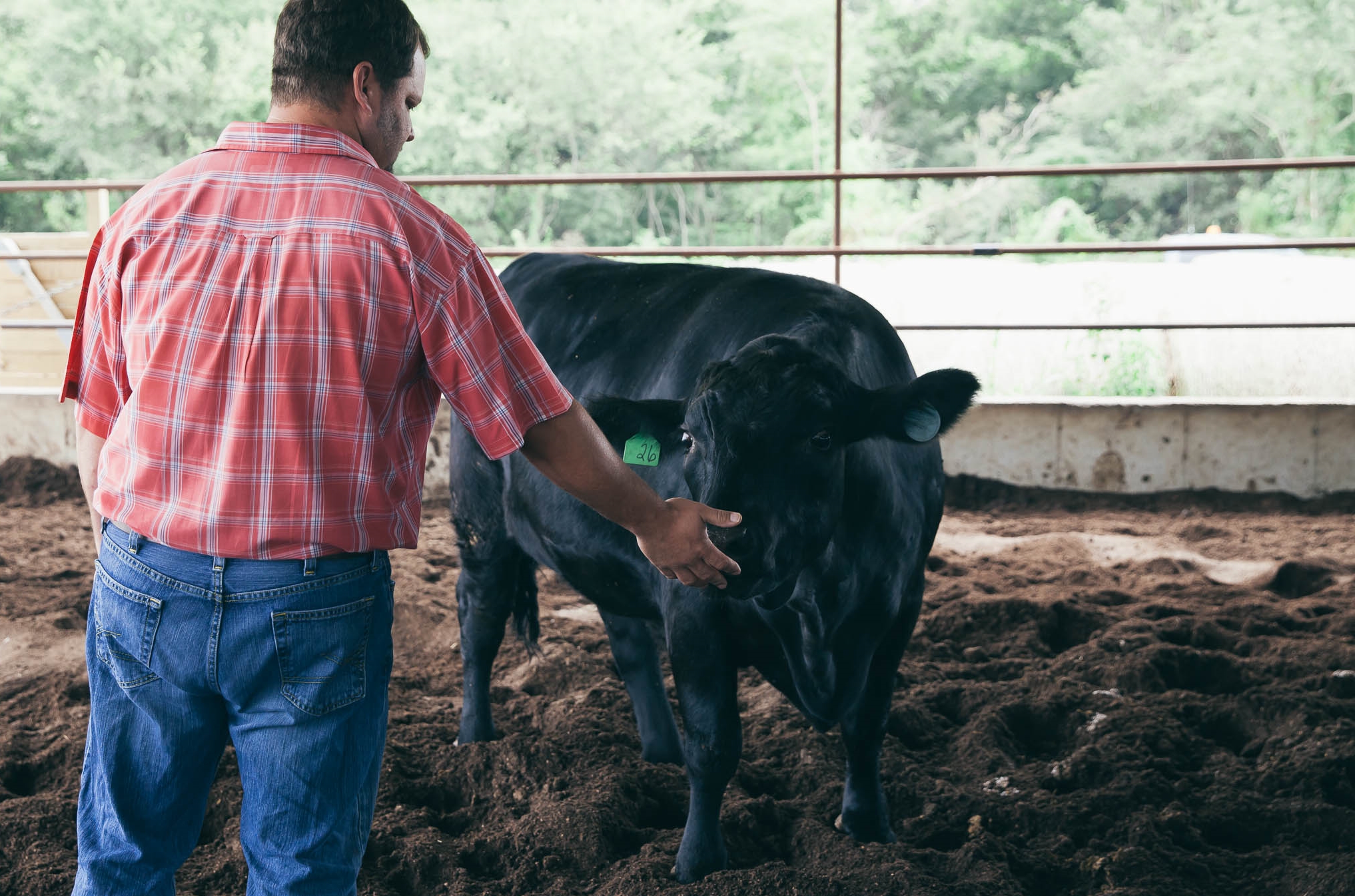 Milton Cook and one of the calves in the Compost Finishing Barn