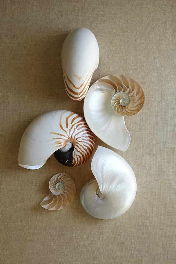 150415_SeaShells1029_No Sticker.jpg