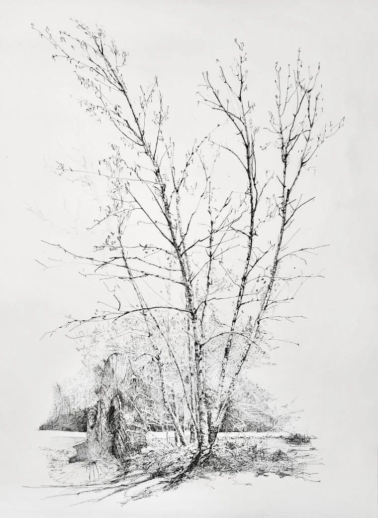 Annie Kmyta Cunnington. Tree of Life. Ink on paper, 30%22x22%22, 2025.jpg