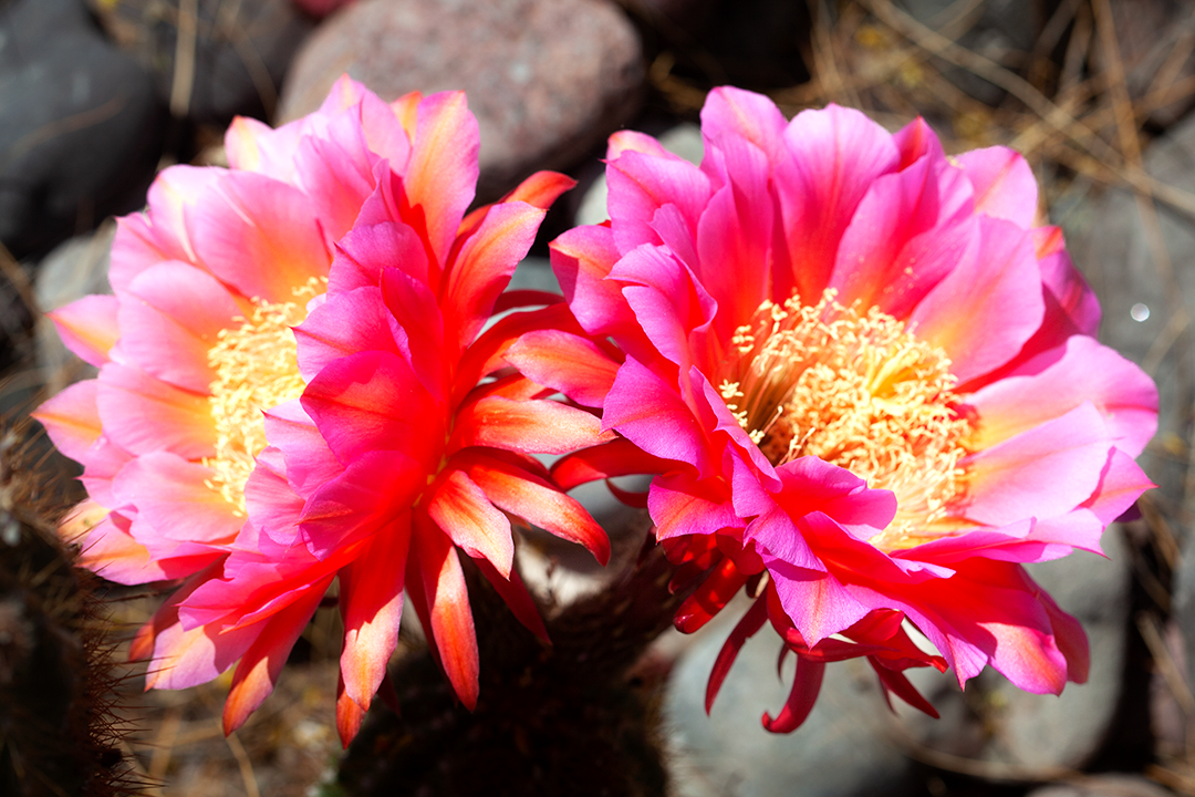Cactus Blooms