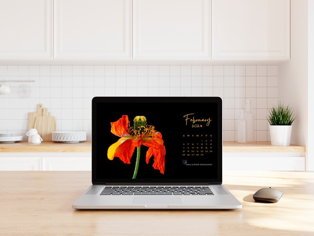 Time to get ready for a new image for your desktop! This month features a dried Iceland poppy. I love the colors of this poppy and how vibrant they are! 

Get your desktop calendar over here on my blog.
https://www.annachipman.com/blog/february-2024-