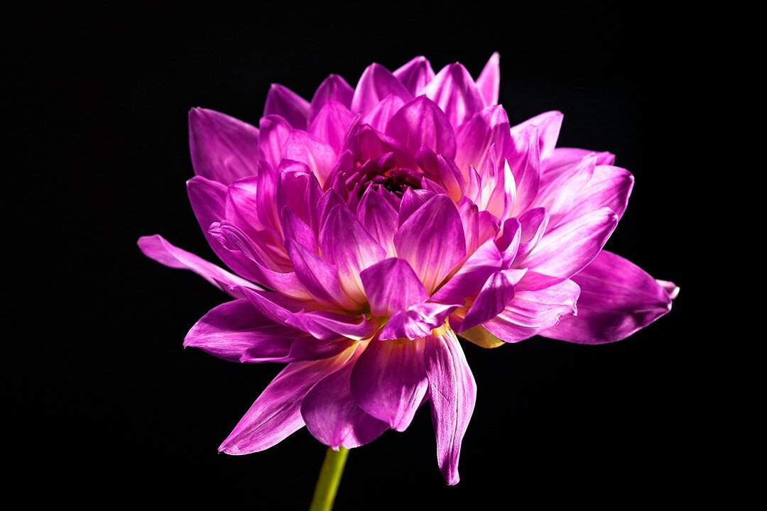 Ah, a dahlia, can you go wrong with a stunning flower like this? I can't believe how a flower can bring a smile to your face but I will tell you that each one of these flowers just makes me smile!

Hopeful Dreaming/Mystical Allure
A photograph of a d