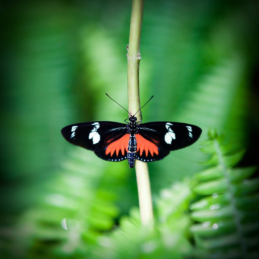 &quot;May is the month of rebirth and renewal.&quot; - Unknown

#annachipmanphotography #seriessubtleflutters #100mmmacro #walldecor #butterflyphoto #closeup #100mmmacro #annachipman  #brightenedmyday #butterflyart #butterflylove #relaxingplaces #nat