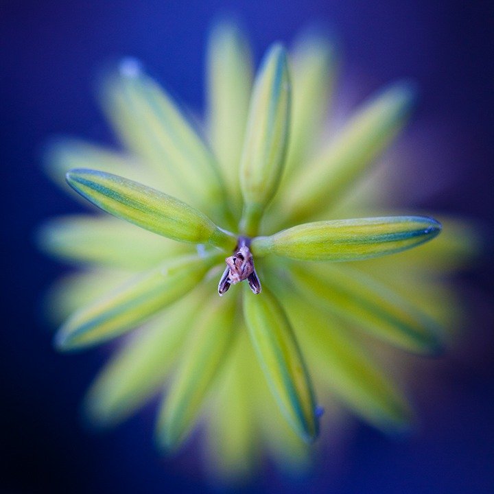 &ldquo;Nature has given us all the pieces required to achieve exceptional wellness and health, but has left it to us to put these pieces together.&rdquo; &mdash;Diane McLaren

Star Burst/A Garden Variety
A photograph of an aloe blossom.

#annachipman